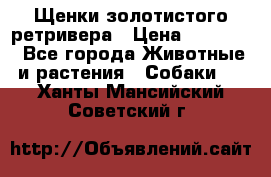 Щенки золотистого ретривера › Цена ­ 15 000 - Все города Животные и растения » Собаки   . Ханты-Мансийский,Советский г.